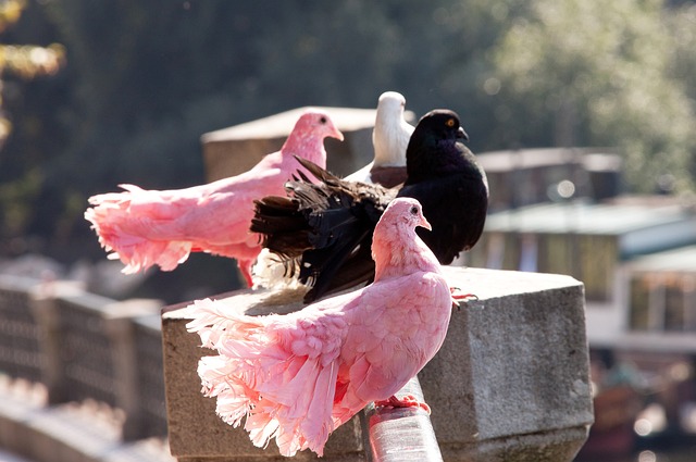 NBA战报：巴恩斯31分，马刺126-119击败灰熊