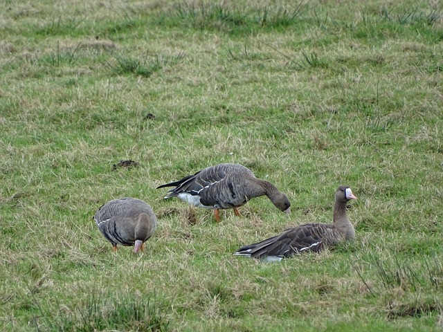 在这个竞争 在这个竞争